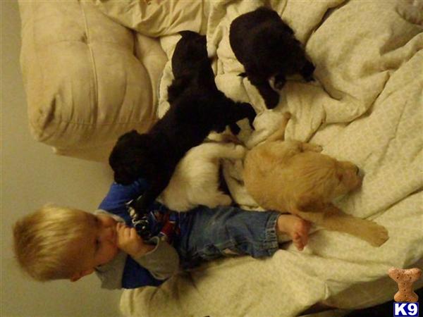 Puppies in IA